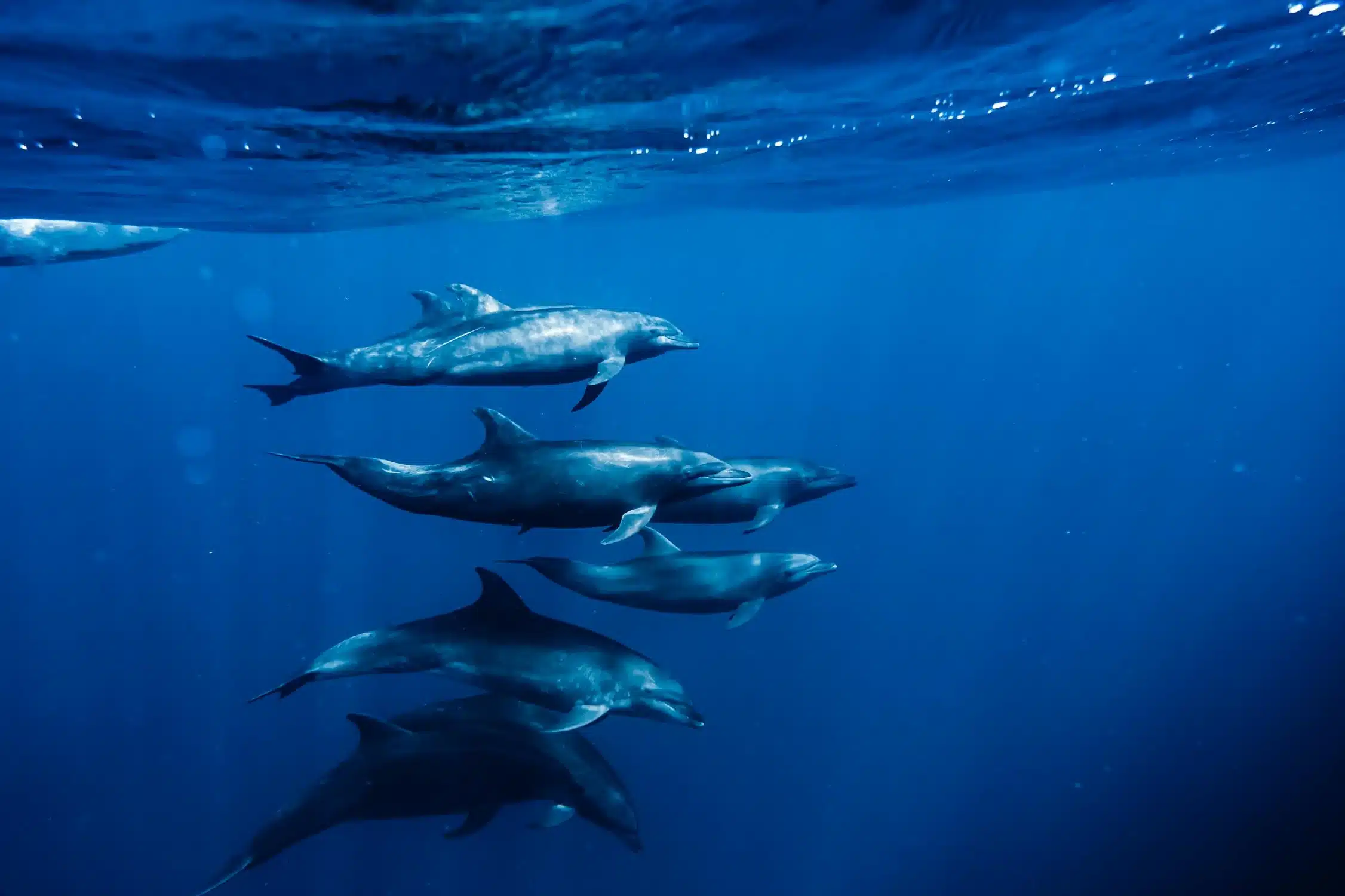 dolphins swimming together in padre islands, fundraising ideas, charity ideas, silent auction items, travel fundraising events