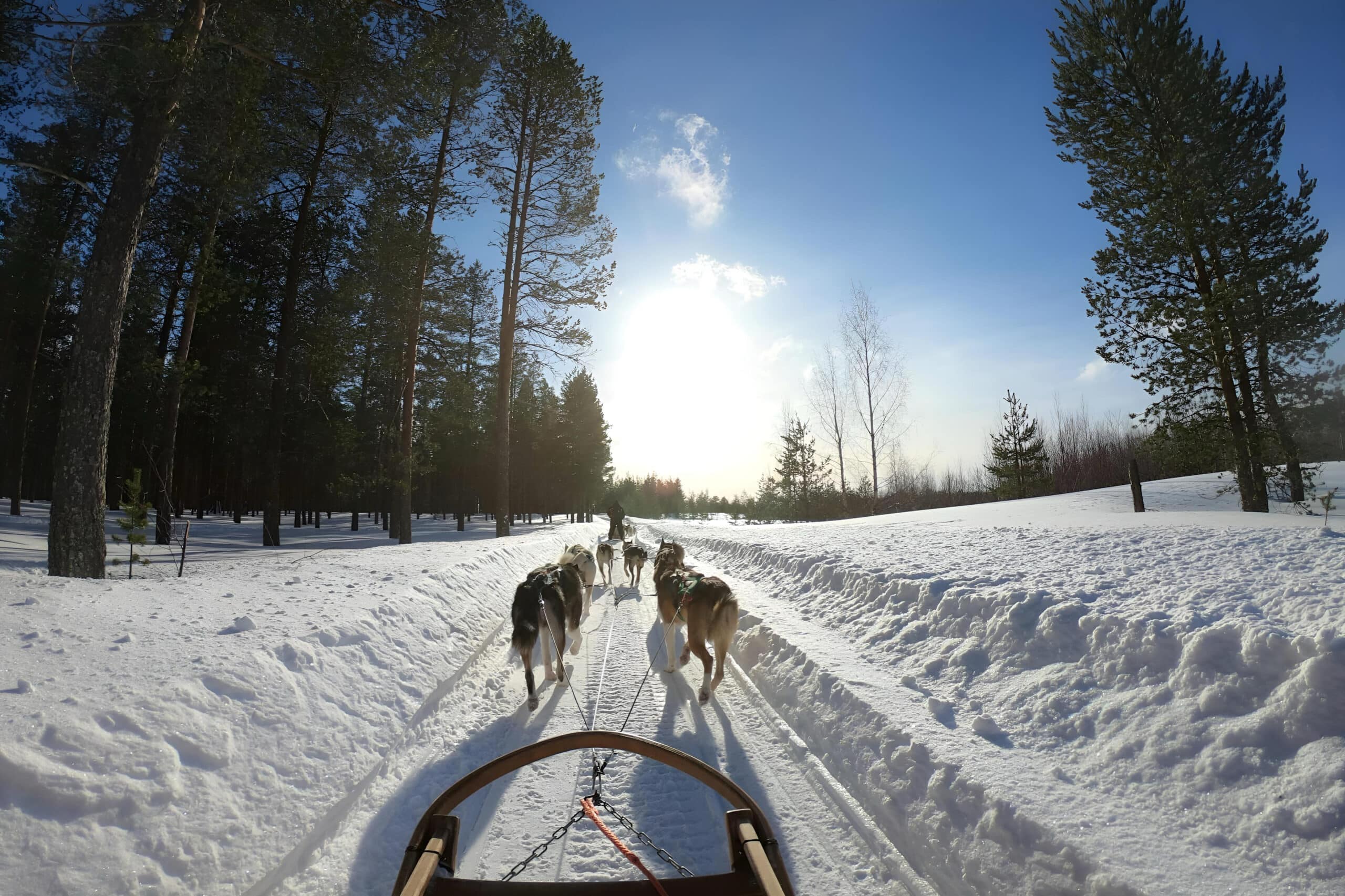 Dogs pulling sled through snow - fundraising ideas, charity ideas, silent auction items, travel fundraising events