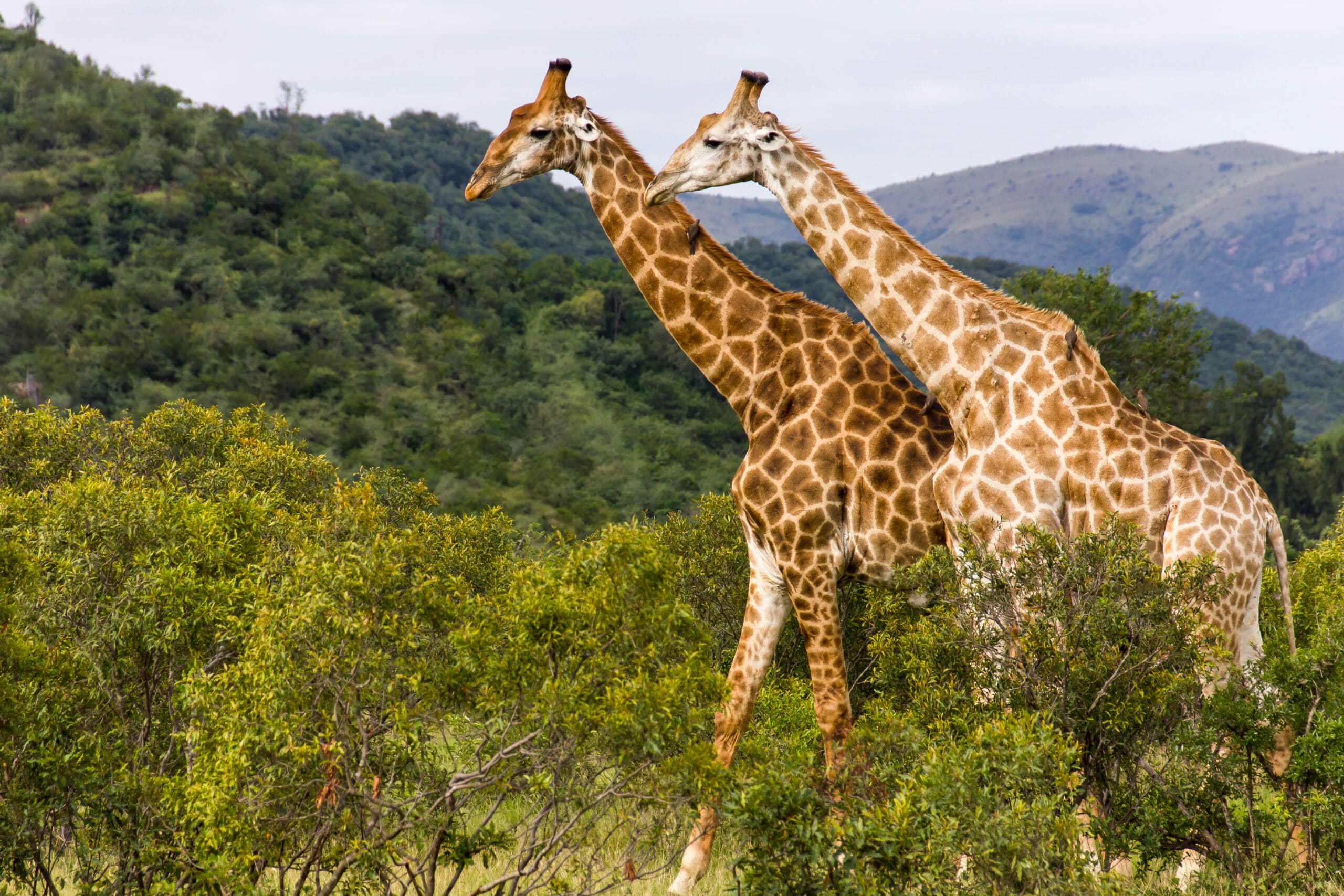 South African Giraffe, fundraising ideas, charity ideas, silent auction items, travel fundraising events