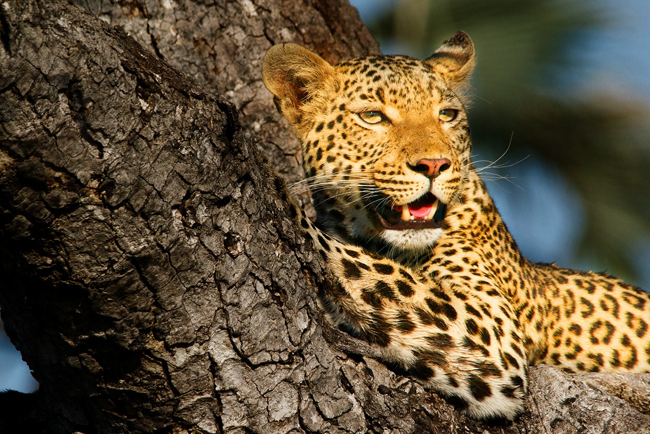 Jaguar in tree, fundraising ideas, charity ideas, silent auction items, travel fundraising events