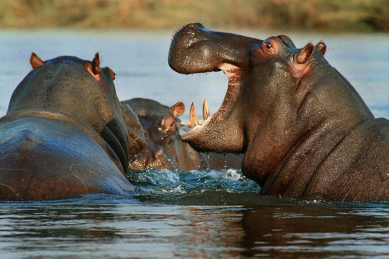 South African Hippo, fundraising ideas, charity ideas, silent auction items, travel fundraising events