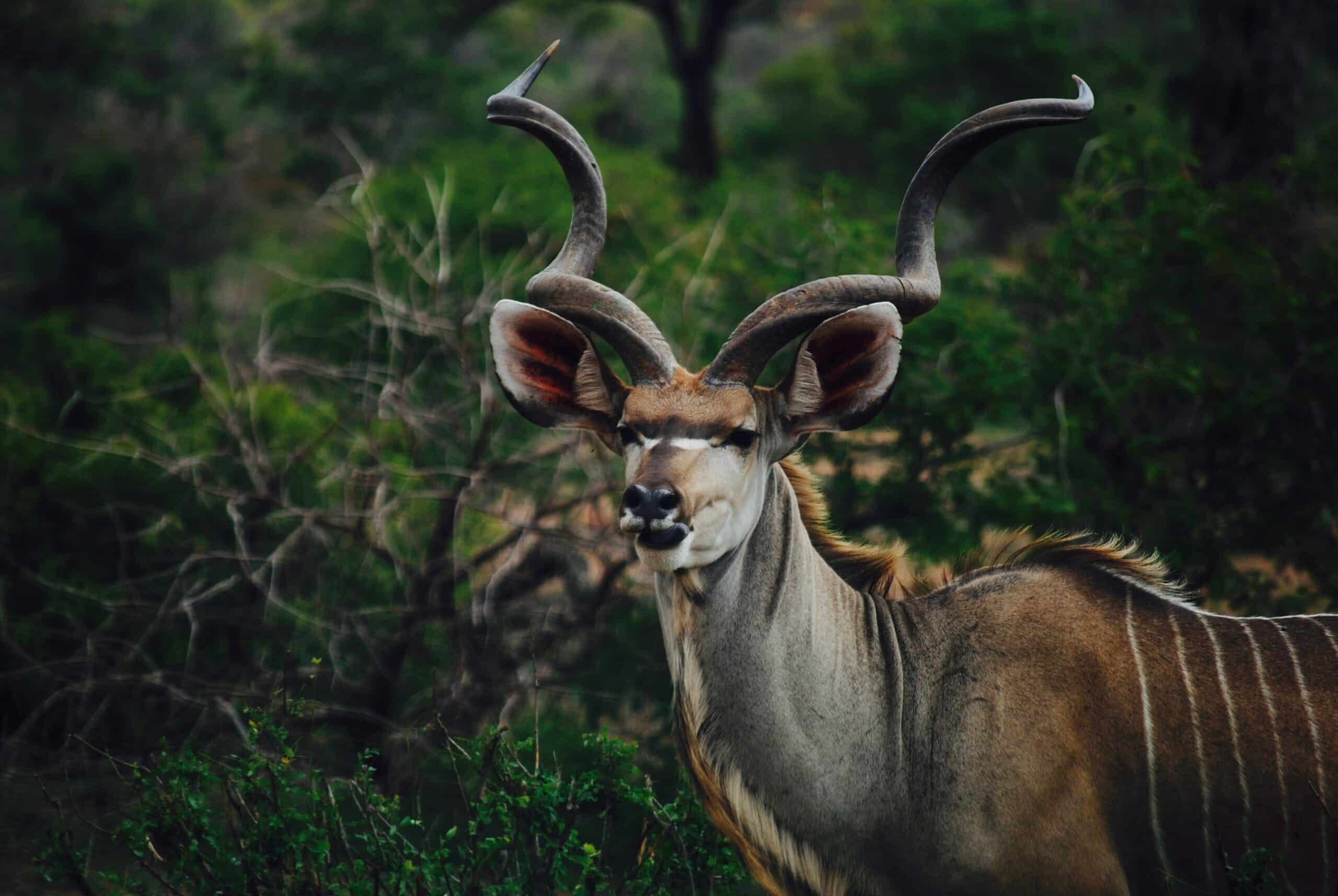 South African gazelle, fundraising ideas, charity ideas, silent auction items, travel fundraising events