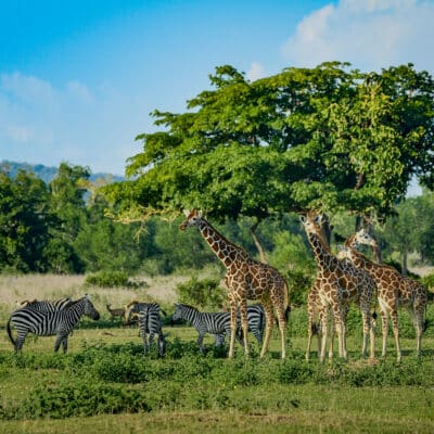 Giraffe and zebra on safari, fundraising ideas, charity ideas, silent auction items, travel fundraising events