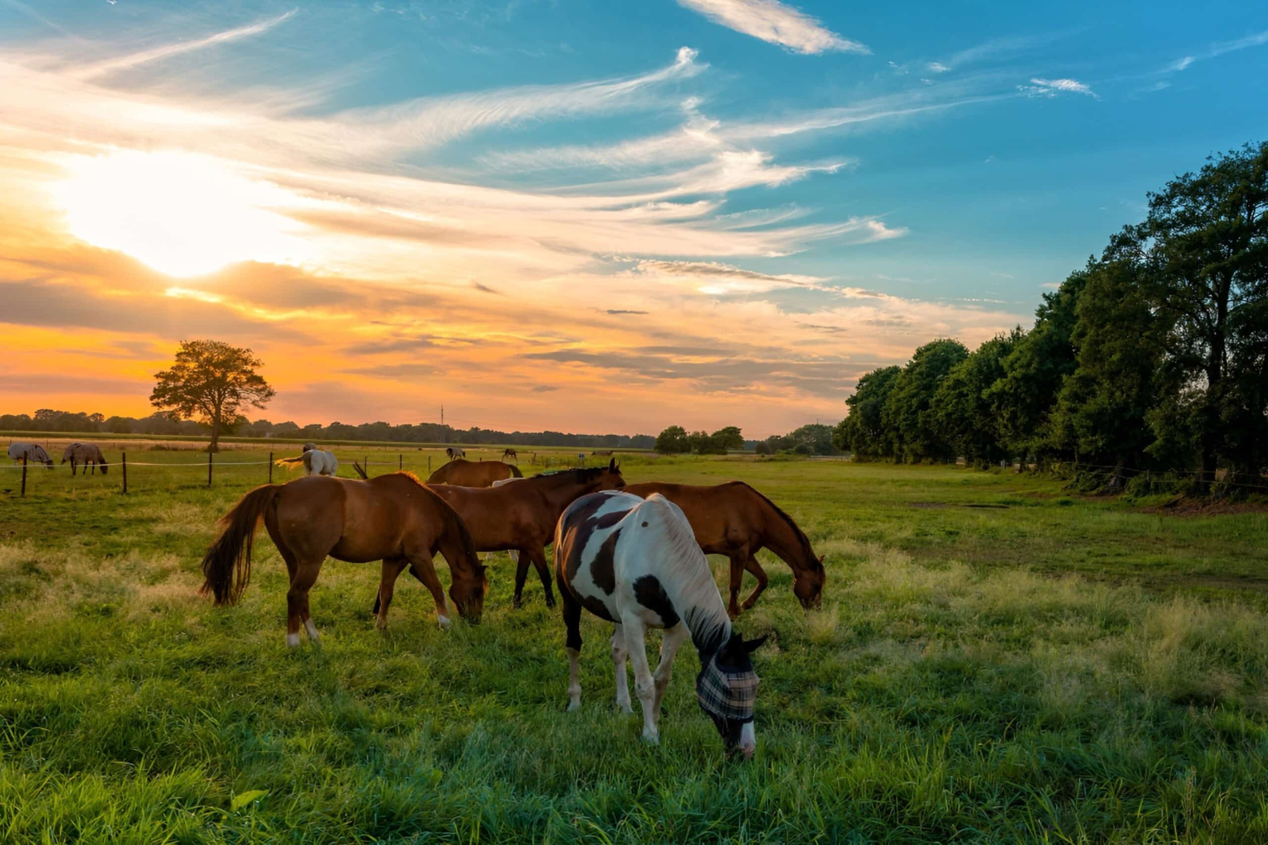 horses in field, fundraising ideas, charity ideas, silent auction items, travel fundraising events