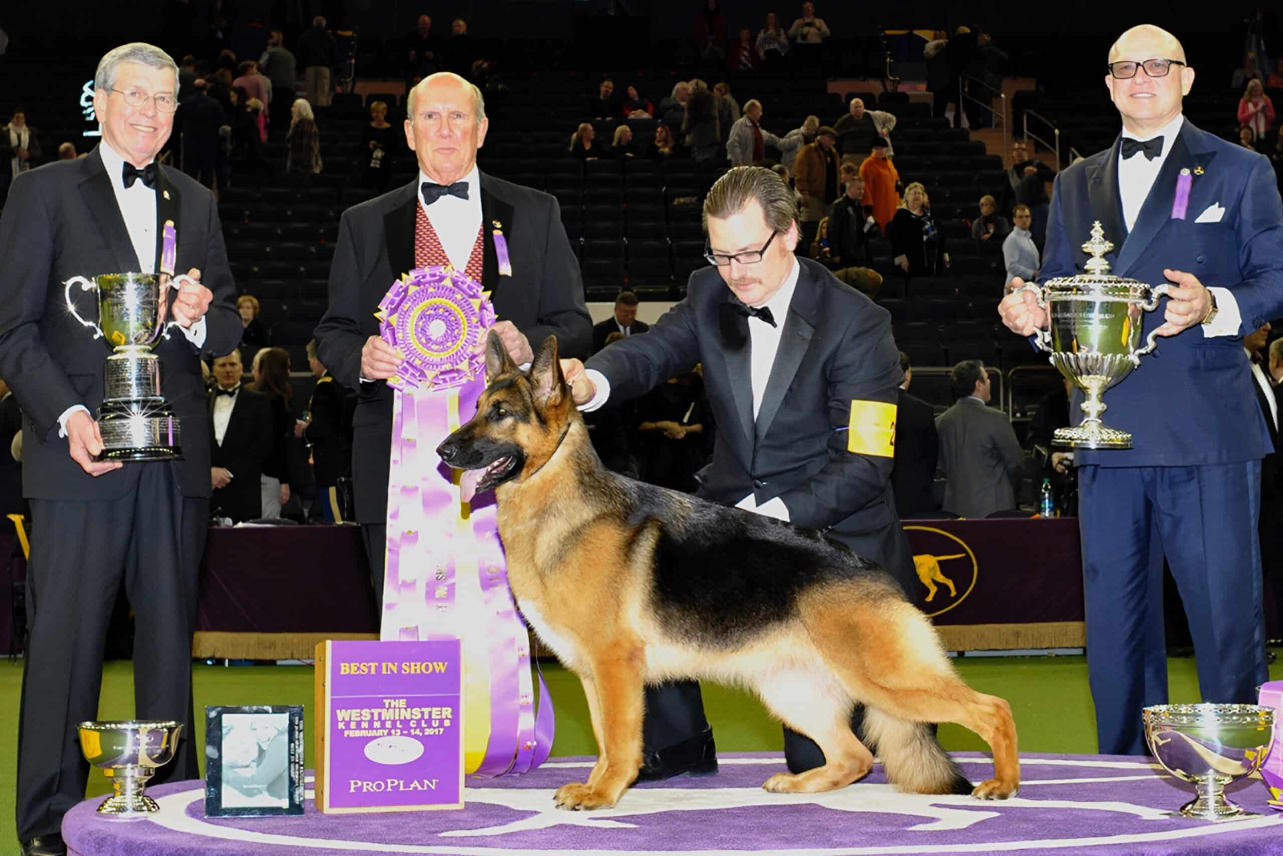 Westminster Dog Show winner, fundraising ideas, charity ideas, silent auction items, travel fundraising events