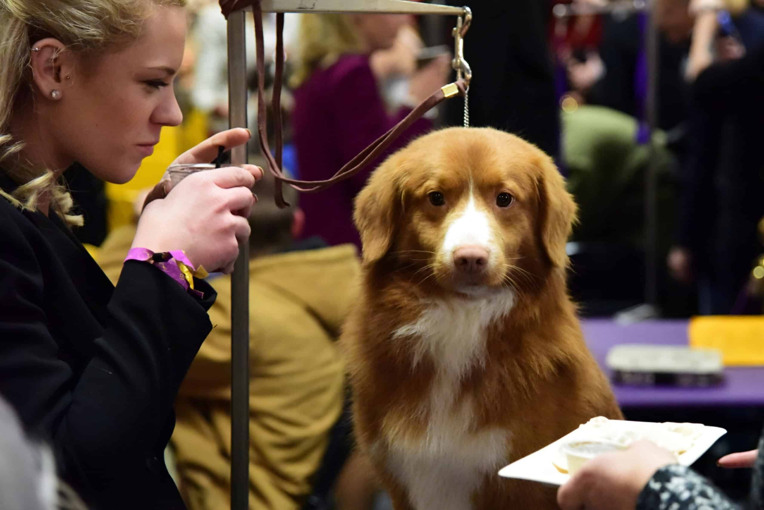 Girl and dog together at Westminster Dog Show, fundraising ideas, charity ideas, silent auction items, travel fundraising events