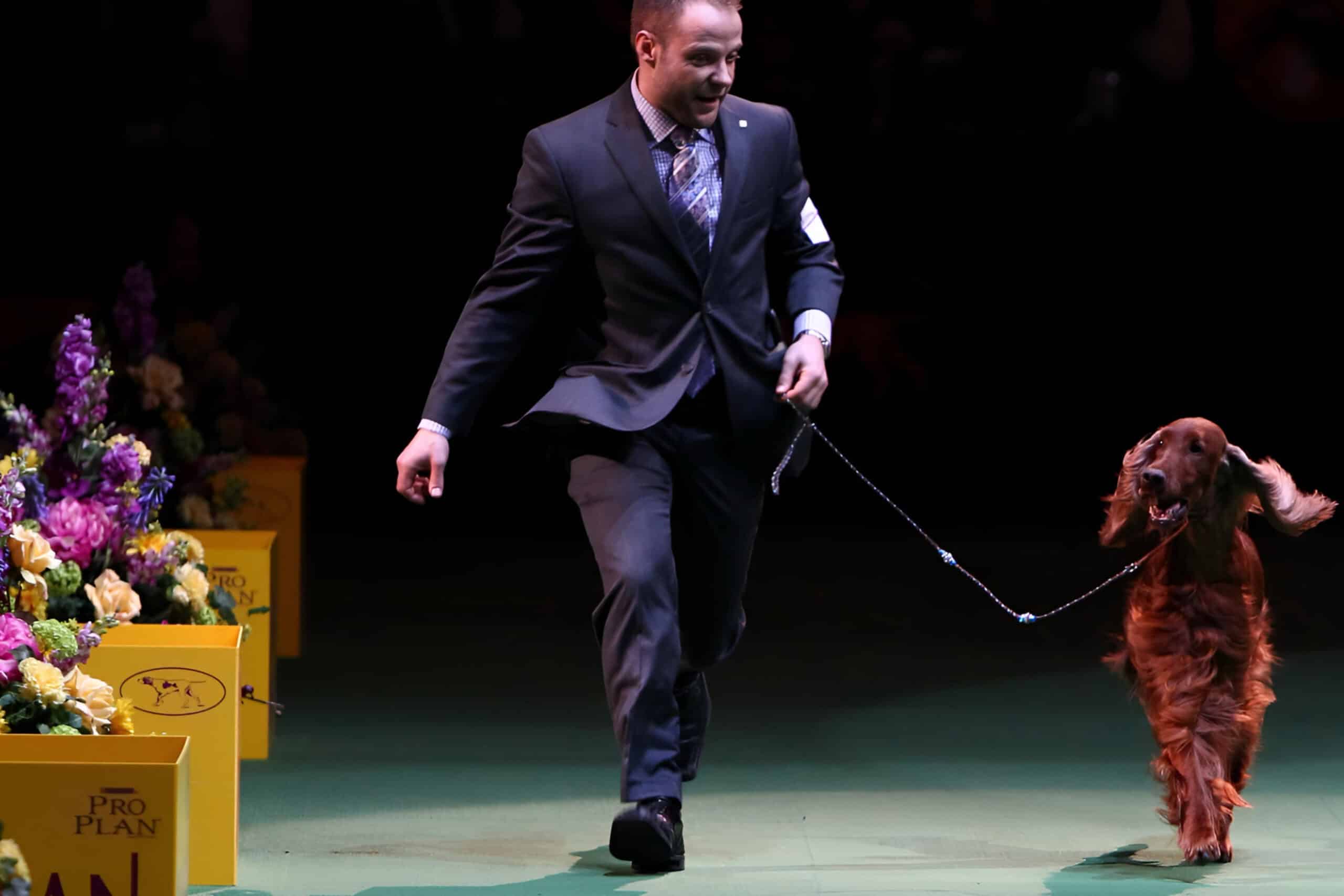 Guy walking dog at Westminster Dog Show New York, fundraising ideas, charity ideas, silent auction items, travel fundraising events