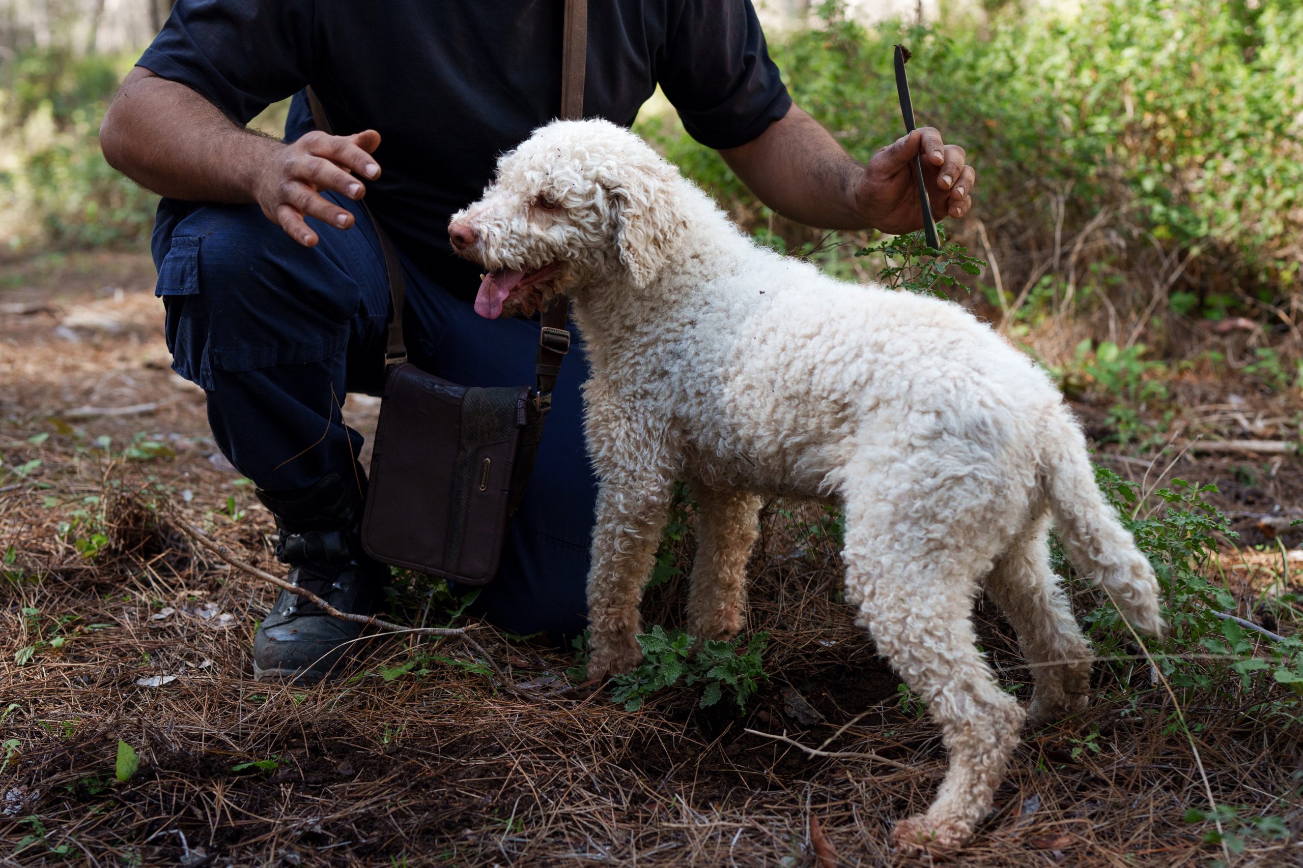 Dog standing by man that's kneeling, consignment travel providers, charity auction travel packages, vacation fundraising, travel fundraising, fundraising ideas, charity ideas, silent auction items, travel fundraising events